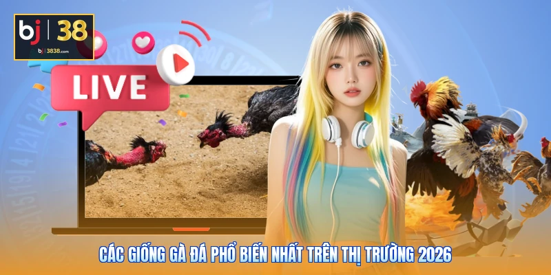Các giống gà đá phổ biến nhất trên thị trường 2026