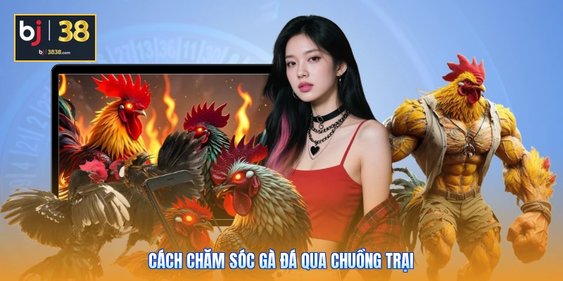 Cách chăm sóc gà đá qua chuồng trại