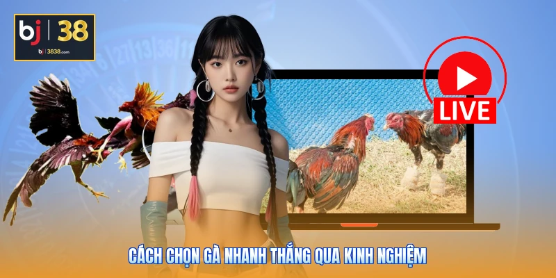 Đá Gà Cựa Dao Và Cựa Sắt - Cách Phân Biệt Và Soi Chiến Kê 4 Cách chọn gà nhanh thắng qua kinh nghiệm
