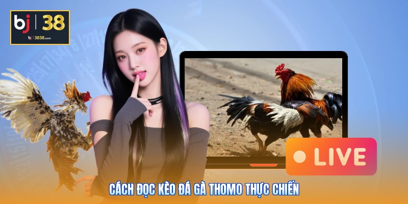 Hướng Dẫn Cách Đọc Kèo Đá Gà Thomo Chuẩn Chuyên Gia BJ38 3 Cách đọc kèo đá gà Thomo thực chiến