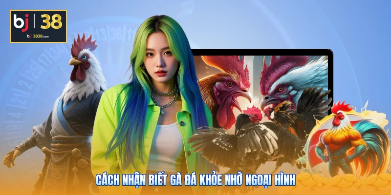 Cách nhận biết gà đá khỏe nhờ ngoại hình