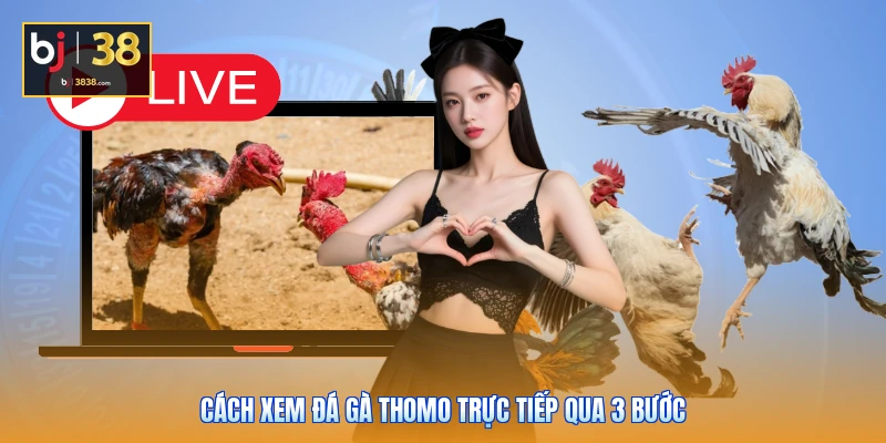 Cách Xem Đá Gà Thomo Trực Tiếp Mượt Mà, Chuẩn Xác 2026 2 Cách xem đá gà Thomo trực tiếp qua 3 bước