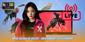 Đá Gà Cựa Dao Và Cựa Sắt - Cách Phân Biệt Và Soi Chiến Kê