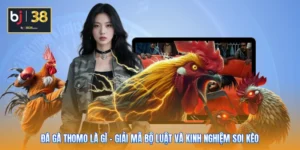Đá Gà Thomo Là Gì - Giải Mã Bộ Luật Và Kinh Nghiệm Soi Kèo