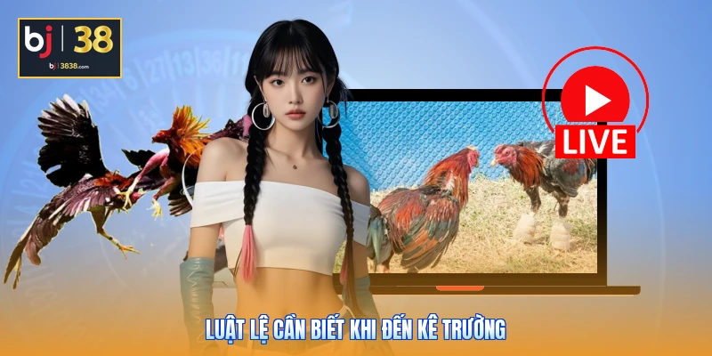 Trường Gà Thomo Ở Đâu - Bí Mật Thánh Địa Cá Cược 2026 4 Luật lệ cần biết khi đến kê trường