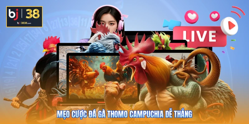 Đá Gà Thomo Campuchia - Đấu Trường Đỉnh Cao Ăn Tiền Thật 4 Mẹo cược đá gà Thomo Campuchia dễ thắng