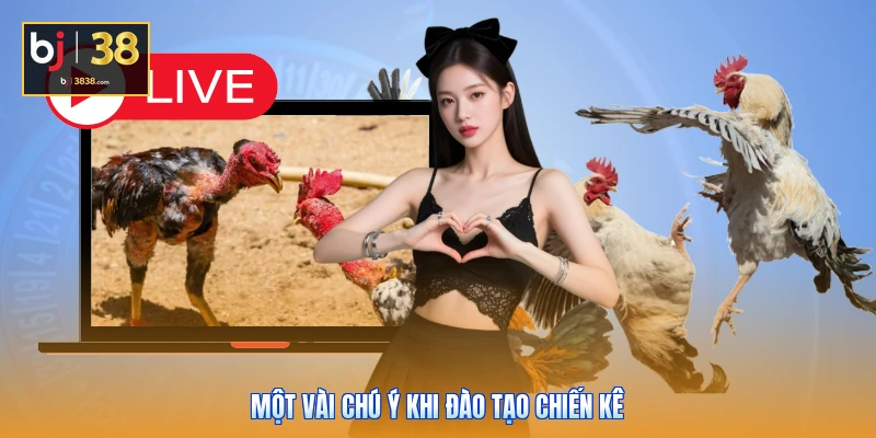 Một vài chú ý khi đào tạo chiến kê