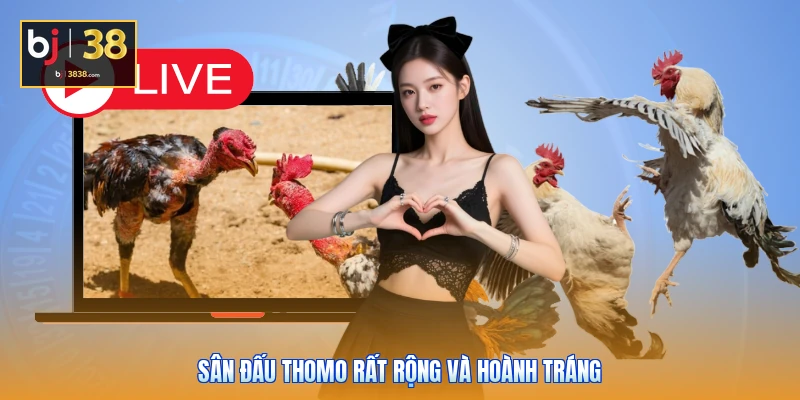 Đá Gà Thomo Campuchia - Đấu Trường Đỉnh Cao Ăn Tiền Thật 3 Sân đấu Thomo rất rộng và hoành tráng