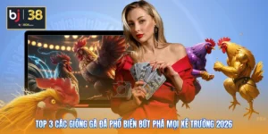 Top 3 Các Giống Gà Đá Phổ Biến Bứt Phá Mọi Kê Trường 2026
