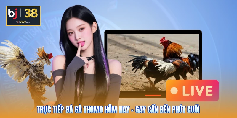 Trực Tiếp Đá Gà Thomo Hôm Nay - Gay Cấn Đến Phút Cuối 1 Trực Tiếp Đá Gà Thomo Hôm Nay - Gay Cấn Đến Phút Cuối