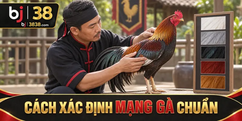 Màu Lông Gà Đá Và Ngũ Hành – Bí Quyết Từ Sư Kê BJ38 3 Nên quan sát thân, cánh và cổ dưới ánh sáng trung tính trước khi chốt màu chính
